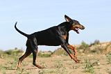 DOBERMANN 617